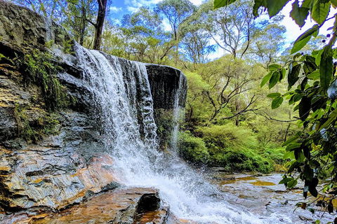 Blue Mountains Private Tour - Wild Kangaroos, Waterfalls And The Three Sisters - VIC Tourism 5