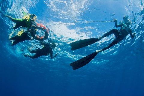 Passions Of Paradise Great Barrier Reef Snorkel And Dive Cruise From Cairns By Luxury Catamaran - VIC Tourism 2