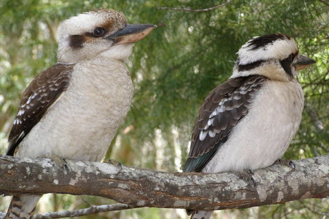 Stradbroke Island 4WD Day Trip From Brisbane - VIC Tourism 3