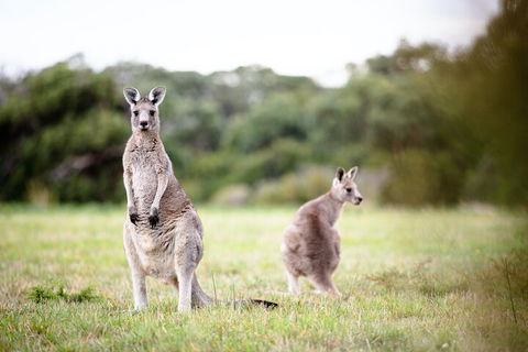 LGBT+ Friendly 3 Day Tour The Grampians, Daylesford & Ballarat - VIC Tourism 2