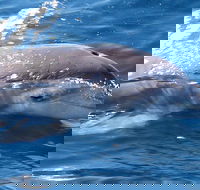 Jervis Bay Dolphin Watch Cruise
