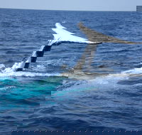 Whale Watching Jervis Bay