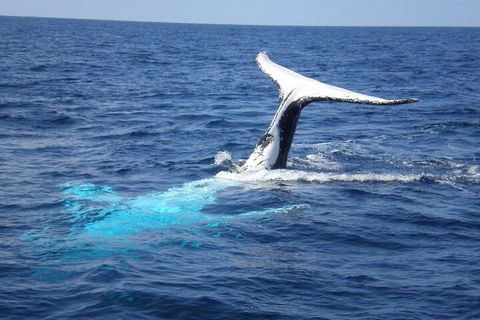 Whale Watching Jervis Bay - VIC Tourism 0