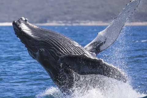 Whale Watching Jervis Bay - VIC Tourism 2