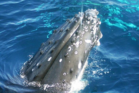 Whale Watching Jervis Bay - VIC Tourism 3
