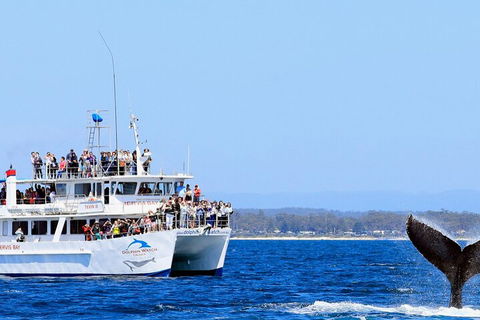 Whale Watching Jervis Bay - VIC Tourism 4