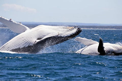 Whale Watching Jervis Bay - VIC Tourism 5