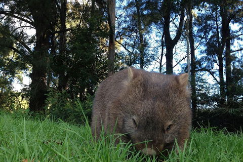 From The Mountains To The Bay - 4 Day Rediscovery Private Tour - VIC Tourism 5