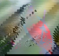 Inside the Greater Blue Mountains World Heritage - A Wildlife Safari Overnight - VIC Tourism