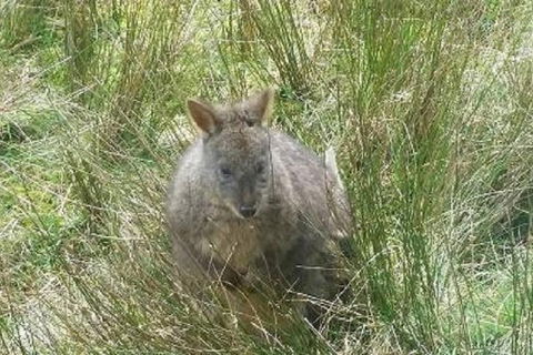 Leven Canyon Day Trip Including Wings Wildlife Park Or Gunns Plains Caves - VIC Tourism 3