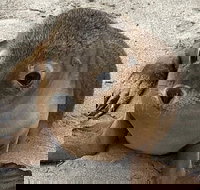 Kangaroo Island Scenic Trail Tour - VIC Tourism