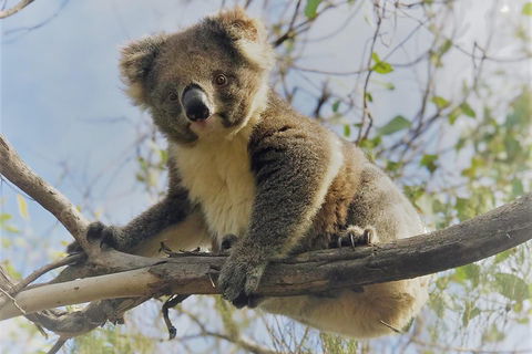 Kangaroo Island Scenic Trail Tour - VIC Tourism 2