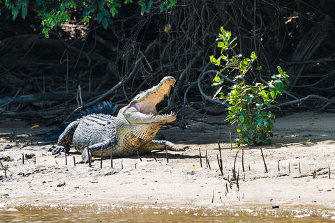 Full Day Cooktown Private Tour - VIC Tourism 4