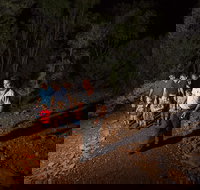 Alice Springs Desert Park Nocturnal Tour - VIC Tourism