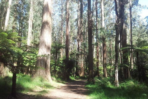 Dandenong Ranges Private Tour Including William Ricketts Sanctuary - VIC Tourism 0
