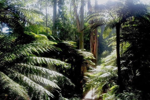 Dandenong Ranges Private Tour Including William Ricketts Sanctuary - VIC Tourism 1