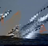 Sydney Harbour Tall Ship Whale  Sail - Whale Watching Cruise - VIC Tourism