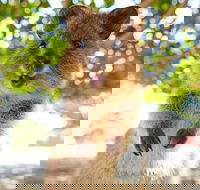 Discover Rottnest with Ferry  Bus Tour from Perth or Fremantle - VIC Tourism