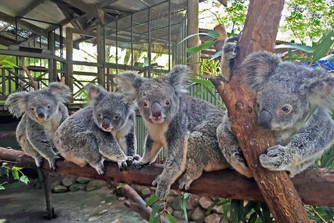 Best Of Kuranda Including Skyrail, Kuranda Scenic Railway And Rainforestation - VIC Tourism 4