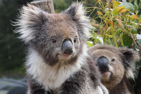 Kuranda Koala Gardens And Birdworld Admission Tickets - VIC Tourism 0