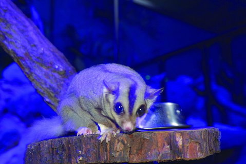 Kuranda Koala Gardens And Birdworld Admission Tickets - VIC Tourism 1