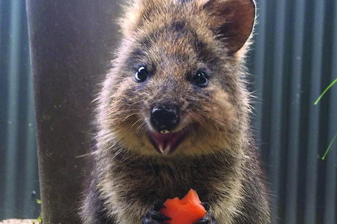 Kuranda Koala Gardens And Birdworld Admission Tickets - VIC Tourism 2