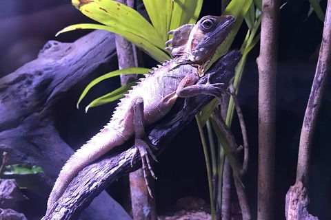 Cairns Aquarium Admission Ticket - VIC Tourism 0