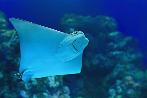 Cairns Aquarium Admission Ticket - VIC Tourism 2