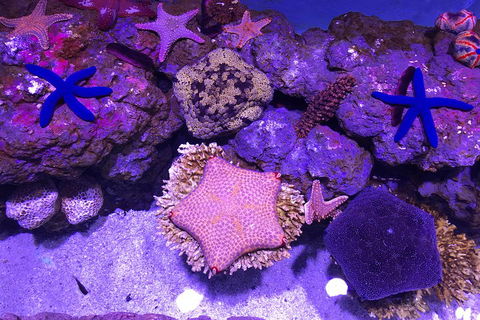 Cairns Aquarium Admission Ticket - VIC Tourism 5