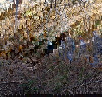 Wild Australian Wildlife 4WD Tour from Sydney - VIC Tourism