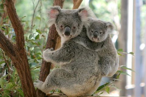 Lone Pine Koala Sanctuary Admission With Brisbane River Cruise - VIC Tourism 3
