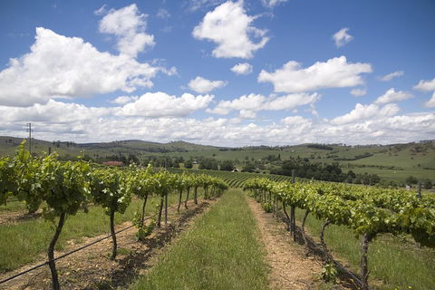 Hunter Valley Wine Tour From Sydney Incl Lunch, Cheese, Chocolate And Distillery - VIC Tourism 0