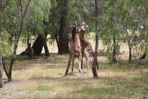 Margaret River Coastal And Wildlife Eco Trip From Busselton Or Dunsborough - VIC Tourism 1